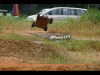 buggy_g004_11